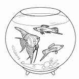 Aquarium fish