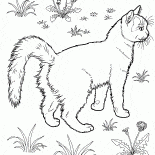 Cat in the garden