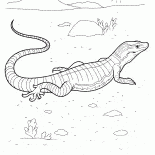 Varan on the hunt