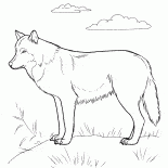 Predator on the hunt