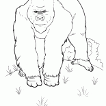 A huge monkey