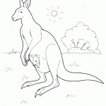 Kangaroo in Australia