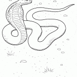 Cobra in action