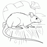 Rat