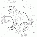 Frog in lake