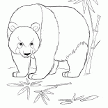Panda in the jungle