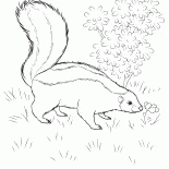 Skunk looking for food