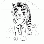 Tiger in the desert