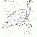 Turtle on the sea front