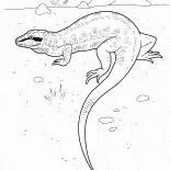 Lizard on the hunt