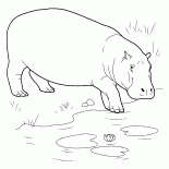 Hippo goes into the body of water