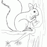 Squirrel holding a nut