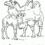 Camels in the desert