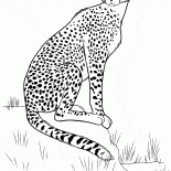 Cheetah on the hunt