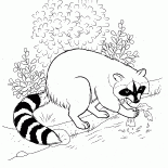 Raccoon found the food