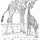 Giraffes in Africa