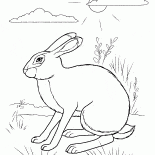 Rabbit hiding