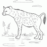 Hyena on the hunt