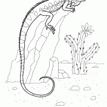 Iguana on a rock