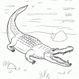 Crocodile has come onshore