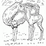 Llamas in the desert