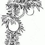 Fir branches
