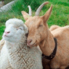 Sheep and goats