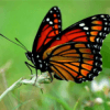 Butterflies