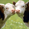 Domestic animals