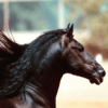 Horses