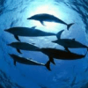Underwater world